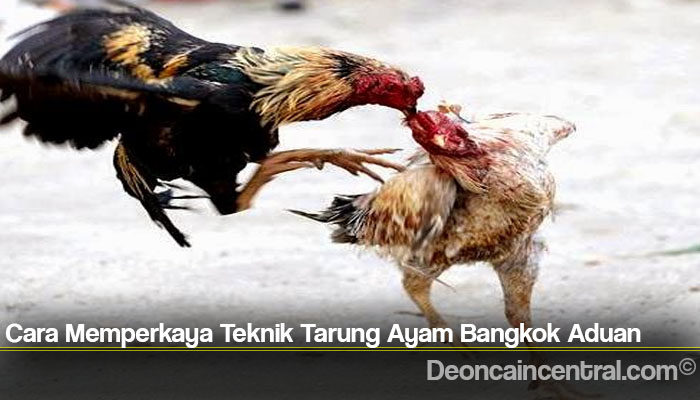 Cara Memperkaya Teknik Tarung Ayam Bangkok Aduan