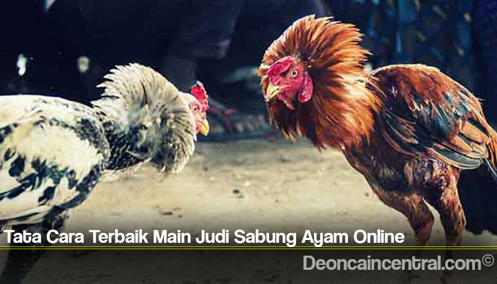 Tata Cara Terbaik Main Judi Sabung Ayam Online