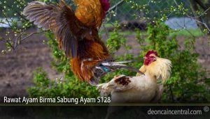 Rawat Ayam Birma Sabung Ayam S128
